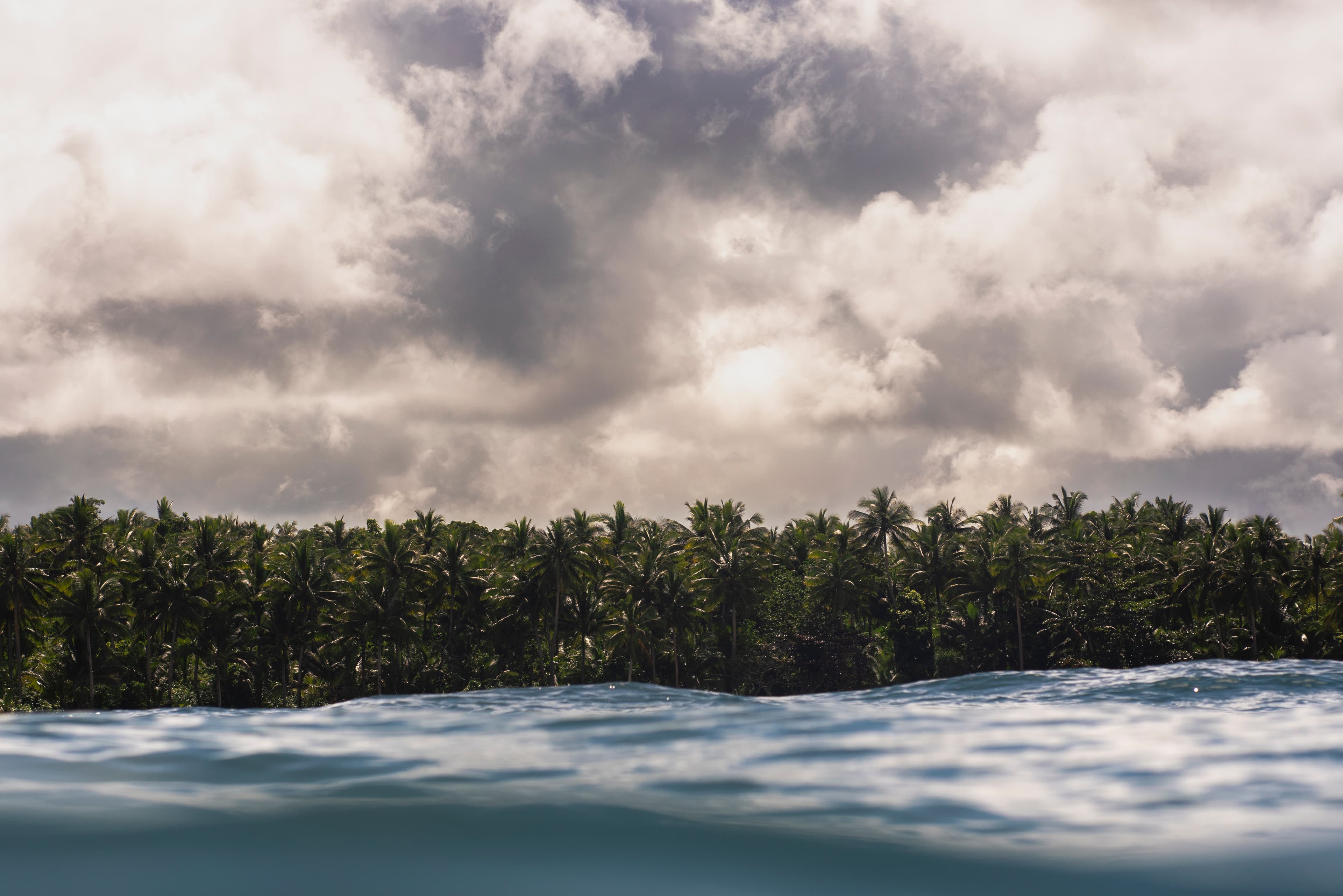 Moody coastal palm treeline under a grey sky — fine art ocean photography print, Whangamata NZ.