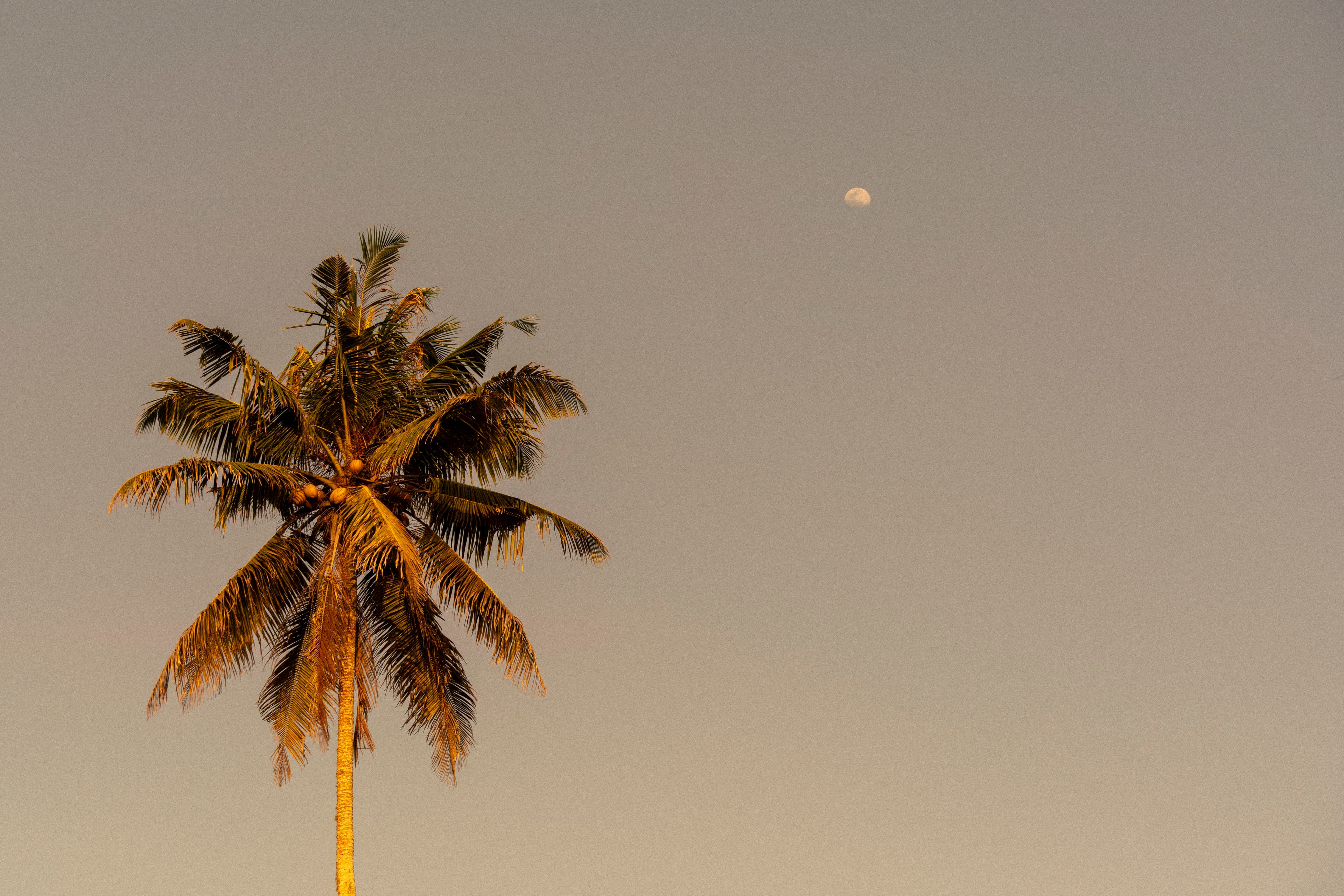 Single palm tree silhouetted against a pale sky — fine art ocean photography print, Whangamata NZ.